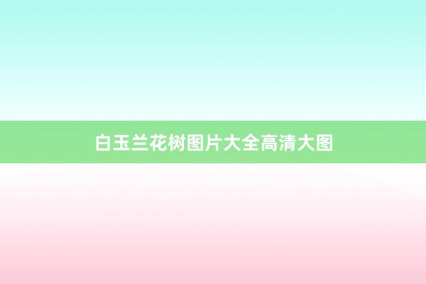 白玉兰花树图片大全高清大图